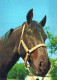 PFERD Tier Vintage Ansichtskarte Postkarte CPSM #PBR888.A - Paarden