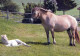 CABALLO Animales Vintage Tarjeta Postal CPSM #PBR840.A - Paarden