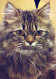 CAT KITTY Animals Vintage Postcard CPSM #PAM606.GB - Gatos