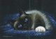 CAT KITTY Animals Vintage Postcard CPSM #PAM415.GB - Cats