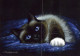 CAT KITTY Animals Vintage Postcard CPSM #PAM415.GB - Gatos
