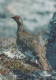 BIRD Animals Vintage Postcard CPSM #PAN105.GB - Pájaros