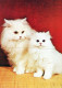 CAT KITTY Animals Vintage Postcard CPSM Unposted #PAM289.GB - Cats