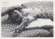 CAT KITTY Animals Vintage Postcard CPSM #PAM353.GB - Cats