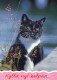 CAT KITTY Animals Vintage Postcard CPSM Unposted #PAM167.GB - Gatos