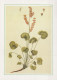 FLORES Vintage Tarjeta Postal CPSM #PAS448.ES - Flowers