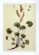 FLORES Vintage Tarjeta Postal CPSM #PAS448.ES - Flowers