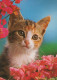 GATO GATITO Animales Vintage Tarjeta Postal CPSM #PAM607.ES - Cats