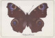 BUTTERFLIES Animals Vintage Postcard CPSM #PBS462.GB - Mariposas