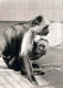 MONKEY Animals Vintage Postcard CPSM #PBS022.GB - Monkeys