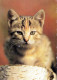 CAT KITTY Animals Vintage Postcard CPSM #PBQ953.GB - Chats