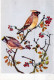 OISEAU Animaux Vintage Carte Postale CPSM #PAM737.FR - Birds