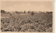 DE 7 -(34) POMEROLS  -  VUE GENERALE ( COTE OUEST ) ET SON VIGNOBLE   -  2 SCANS - Other & Unclassified