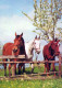 CABALLO Animales Vintage Tarjeta Postal CPSM #PBR949.ES - Pferde
