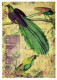 PÁJARO Animales Vintage Tarjeta Postal CPSM #PBR545.ES - Birds