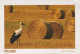 PÁJARO Animales Vintage Tarjeta Postal CPSM #PBR738.ES - Pájaros