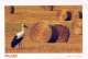 PÁJARO Animales Vintage Tarjeta Postal CPSM #PBR738.ES - Vögel