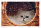 GATO GATITO Animales Vintage Tarjeta Postal CPSM #PBQ831.ES - Chats