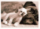 GATO GATITO Animales Vintage Tarjeta Postal CPSM #PBR022.ES - Katzen