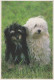 PERRO Animales Vintage Tarjeta Postal CPSM #PBQ706.ES - Dogs