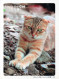 GATO GATITO Animales Vintage Tarjeta Postal CPSM #PBQ954.ES - Katzen