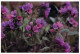 FLOWERS Vintage Ansichtskarte Postkarte CPSM #PAR549.DE - Flowers