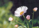 FLOWERS Vintage Ansichtskarte Postkarte CPSM #PAR669.DE - Flowers