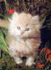 KATZE MIEZEKATZE Tier Vintage Ansichtskarte Postkarte CPSM #PAM483.DE - Katten