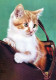 KATZE MIEZEKATZE Tier Vintage Ansichtskarte Postkarte CPSM #PAM609.DE - Chats