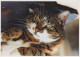 KATZE MIEZEKATZE Tier Vintage Ansichtskarte Postkarte CPSM Unposted #PAM356.DE - Chats