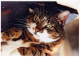 KATZE MIEZEKATZE Tier Vintage Ansichtskarte Postkarte CPSM Unposted #PAM356.DE - Chats