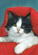 KATZE MIEZEKATZE Tier Vintage Ansichtskarte Postkarte CPSM #PAM170.DE - Katten
