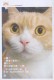 CHAT CHAT Animaux Vintage Carte Postale CPSM #PBQ772.FR - Chats