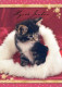 CHAT CHAT Animaux Vintage Carte Postale CPSM #PBQ893.FR - Cats