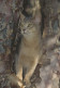 GATTO KITTY Animale Vintage Cartolina CPSM #PAM545.IT - Katten