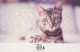 KATZE Vintage Ansichtskarte Postkarte CPSMPF #PKG902.DE - Chats