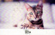 KATZE Vintage Ansichtskarte Postkarte CPSMPF #PKG902.DE - Gatos