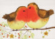 VOGEL Tier Vintage Ansichtskarte Postkarte CPSM #PBR547.DE - Birds