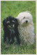 HUND Tier Vintage Ansichtskarte Postkarte CPSM #PBQ504.DE - Hunde