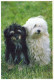 HUND Tier Vintage Ansichtskarte Postkarte CPSM #PBQ504.DE - Dogs