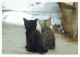 KATZE MIEZEKATZE Tier Vintage Ansichtskarte Postkarte CPSM #PBQ956.DE - Chats