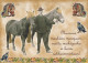 CAVALLO Animale Vintage Cartolina CPSM #PBR871.IT - Cavalli