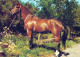 CAVALLO Animale Vintage Cartolina CPSM #PBR953.IT - Caballos