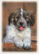 CANE Animale Vintage Cartolina CPSM #PBQ573.IT - Dogs