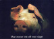 MAIALE Animale Vintage Cartolina CPSM #PBR741.IT - Schweine