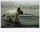 GATTO KITTY Animale Vintage Cartolina CPSM #PBQ774.IT - Katten