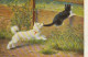 FI 9 - CHATON FUYANT UN CHIEN ( BERGER ) LE MORDANT A LA QUEUE - ILLUSTRATEUR SPERLICH- 2 SCANS - Sonstige & Ohne Zuordnung