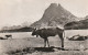 GU 18 -(64) LAC D'AYOUS - PIC DU MIDI D'OSSAU  -  TROUPEAU DE VACHES AUX PATURAGES  -  2 SCANS - Andere & Zonder Classificatie