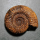 #DACTYLIOCERAS GRACILE Ammonite, Jura (Jacuzia, Russland) - Fossili