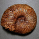 #PRAETOLLIA MAYNCI Ammonite, Jura (Sibirien, Russland) - Fossils